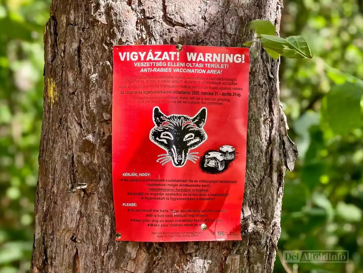 Háromhetes ebzárlatot rendeltek el Bács-Kiskun több járásában